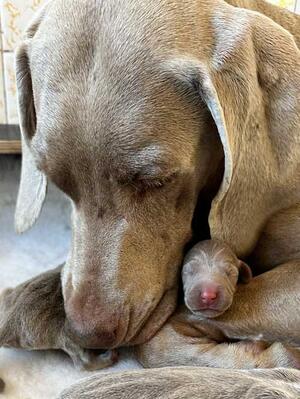 Roxy Hugging Her Pup