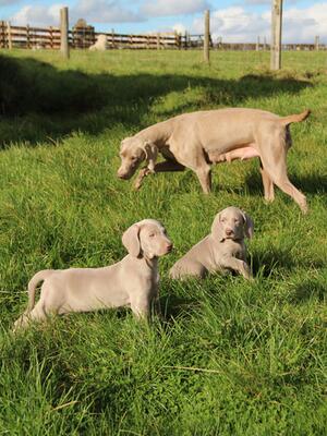 Puppy Play Time