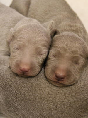 Brackens Pups