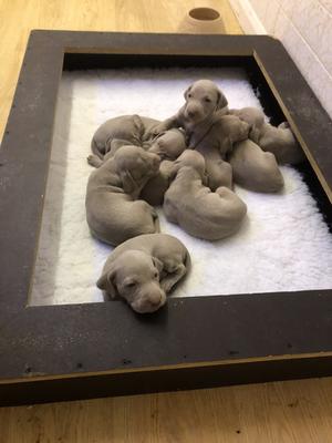 Emmy's Litter