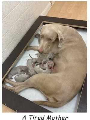 Roxy & Pups