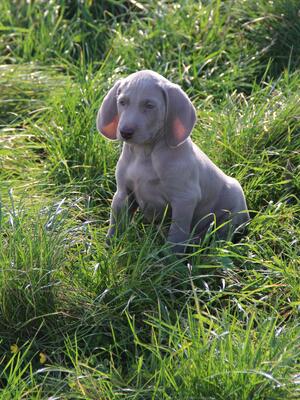 Blues Puppy