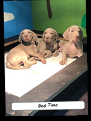 Happy Puppies