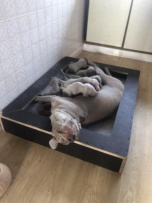 Emmy & Her Litter
