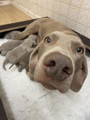 Roxy's Litter