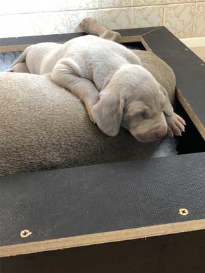 Sleepy Head Puppy