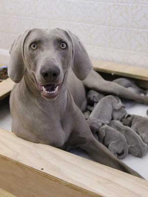 Bracken with her new born litter