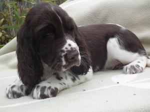 Bitch Puppy... available 10 weeks old ready to go.