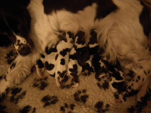 Izzy's Babies have arrived