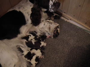 Mavis and her babies