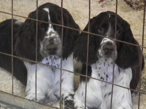 Martha & Minnie (6mths)