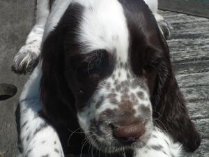 Puppy Bitch: ( Bliss )
