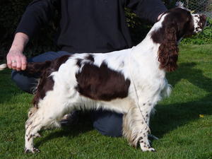 Mavis dam of litter