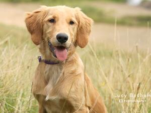 Caoimhe as a puppy