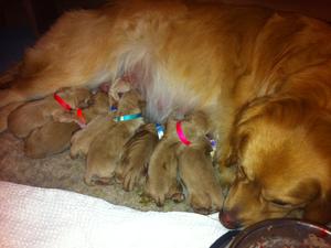 Puppies