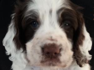 Available pup