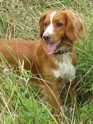 Sandy - the Sire