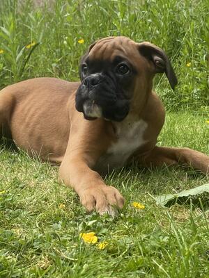 Last pup available