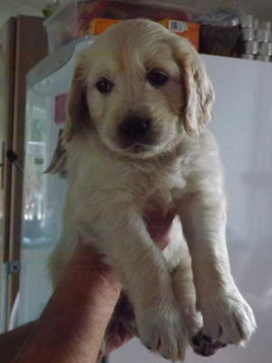 last remaining puppy