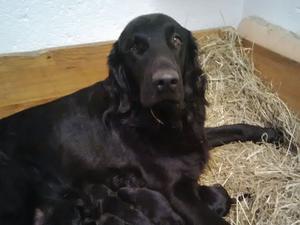 Jet with her pups day 1