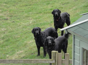 Sallly, LIzzy and Jet