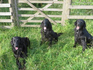 Our other dogs