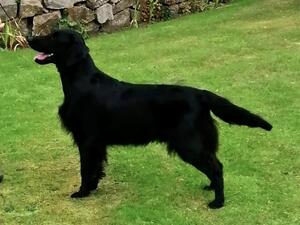 Bitcon Magic Marker, Show Champion, sire of pups