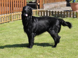 Sire of pups