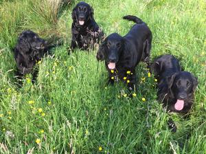Our 4 flatcoats- Granny, Mum and Sister of pups