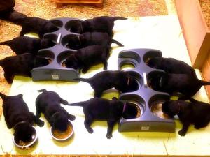 Pups feeding 2nd July