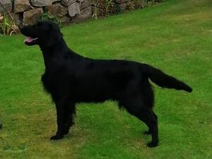 Ruben, Bitcon Moon River, sire of pups