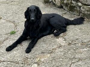 Poppy, dam of pups