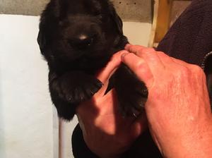 Puppies are very well handled