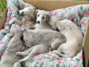 Beautiful puppies awaiting 5 star homes.