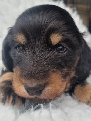 Black Tan Boy