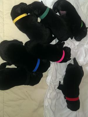 Litter 1 week old