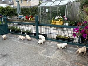 5 weeks old and beginning to explore their environ