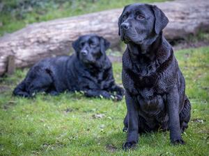Smokeycot Gemstone Glory and S.cot EbonyDaydreamer