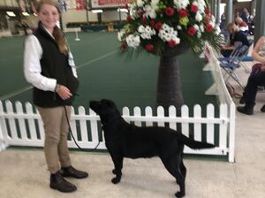 Smokeycot Perfect Dream qualifying for Crufts