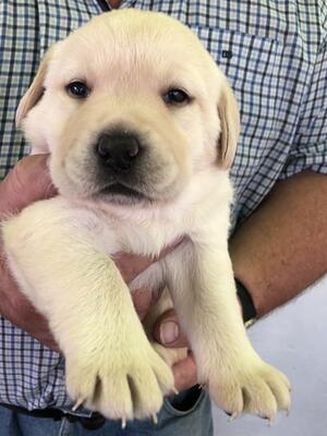 yellow dog puppy 4 weeks