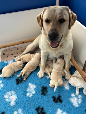 puppies 11 days old. Daisy is a fantastic mum.