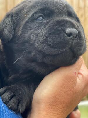 dog puppy 4 weeks