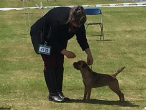 Masher winning the reserve bitch CC