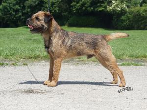 Blewecourt Zeus by Badgerbeck