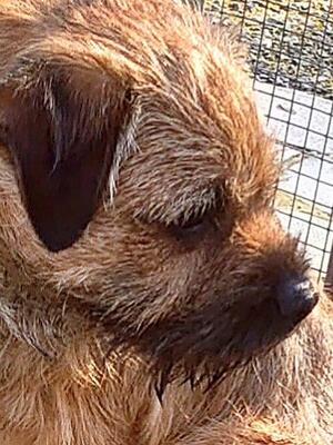 Badgerbeck The King Edward around 2 years