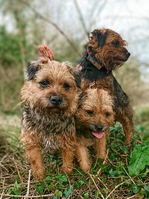 Treasure (Bijou) and friends