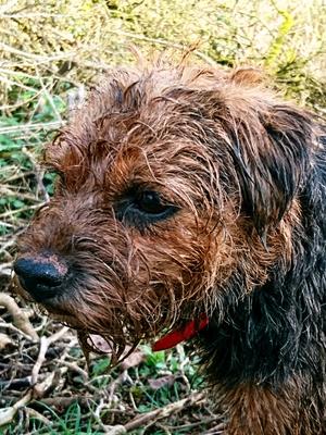 Badgerbeck Blistkin Bobbi