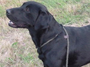 sire of litter