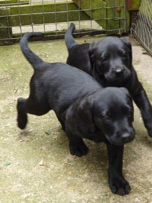 puppie at about 6 weeks
