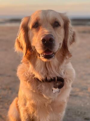 Bailey